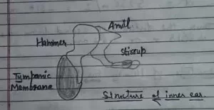 Structure of in Inner Ear