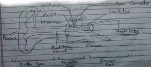 Structure of Human Ear